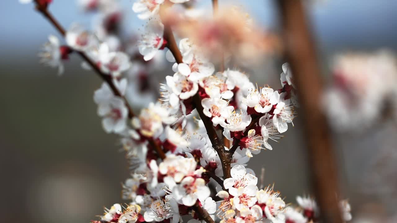 Api che impollinano i fiori di un albero di albicocco in fiore