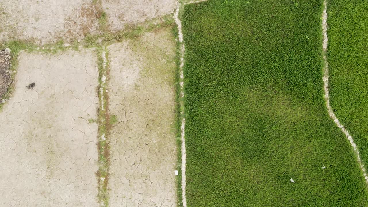 vista aérea mirando hacia abajo sobre exuberantes y densos pastos agrícolas verdes que se mueven a través del suelo de mosaico de sequía agrietado seco