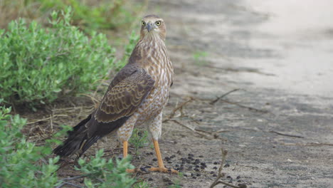 african goshawk in central kalahari game reserve, botswana