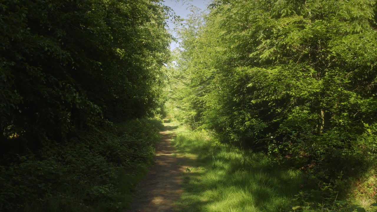 Walking Along A Forest Path 4K Shot on the Sony a7siii + Ronin RS 3