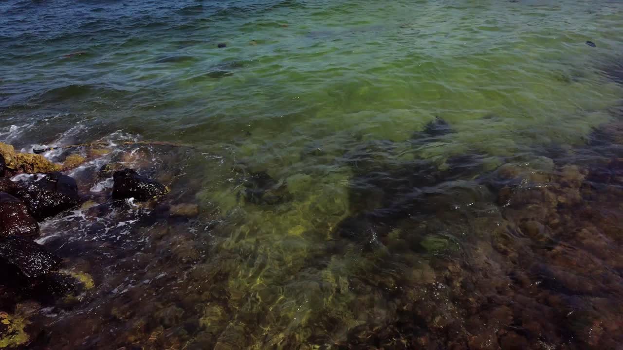 Una razza che nuota nelle acque poco profonde di una spiaggia.