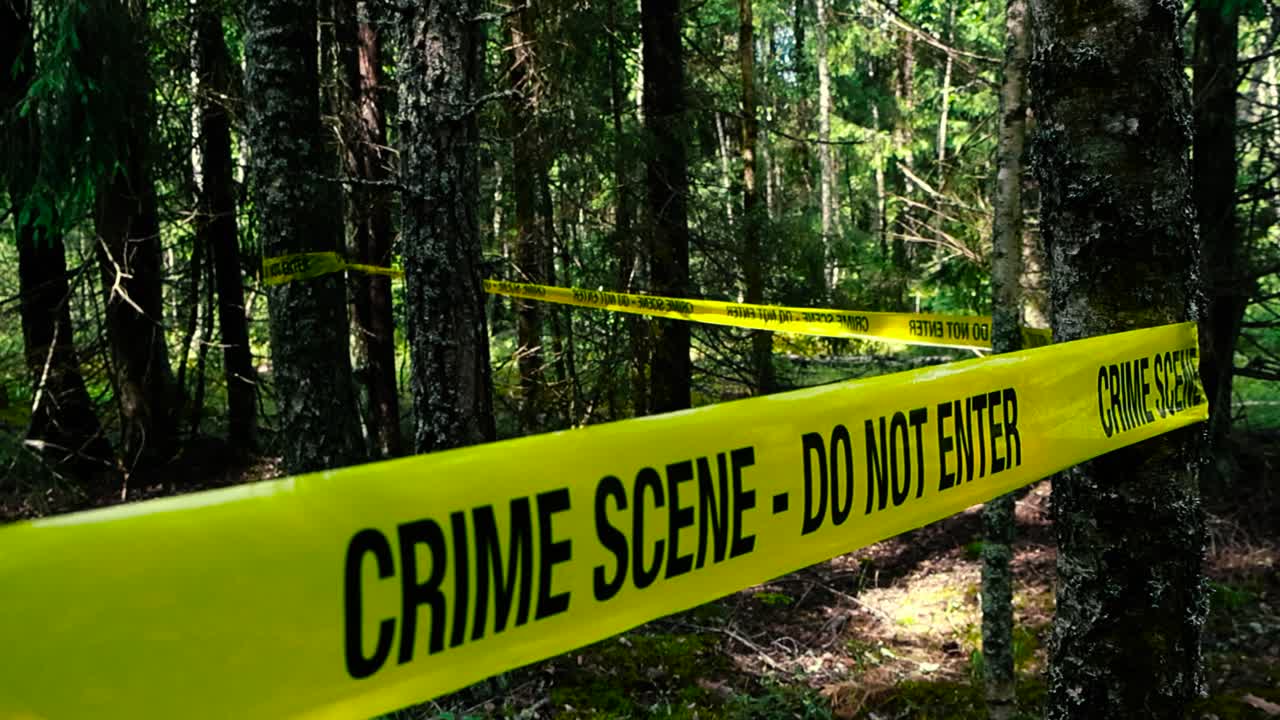 Spooky close up footage of a yellow and vibrant colored crime scene do not enter ribbon tape pulled in front of a crime scene in a dark and sunny forest during day time, around some large pine trees.