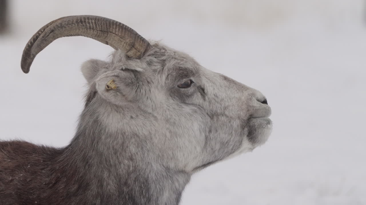 Close-up Portrait Of Dall's Sheep (Ovis dalli dalli) In Yukon Territory, Canada.