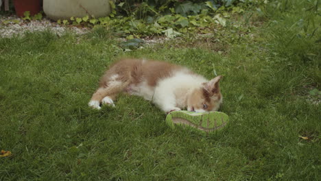 mischievous australian shepherd dog puppy relaxes lying on grass chews shoe, medium shot