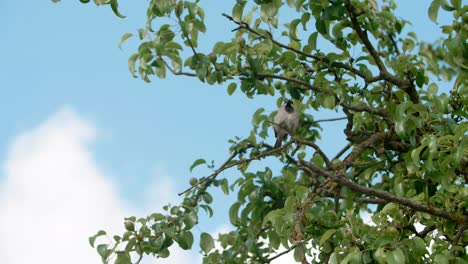 un gorrión sentado en un árbol con fondo de cielo azul
