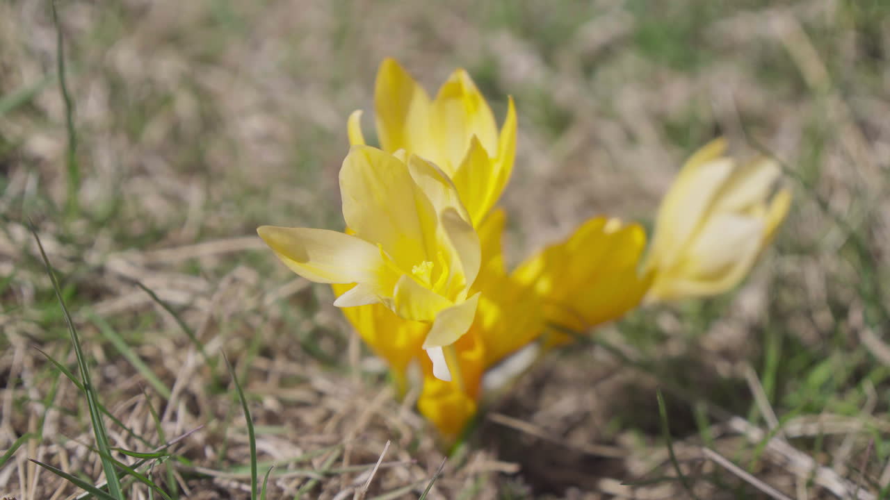 Vill gul krokus i naturen