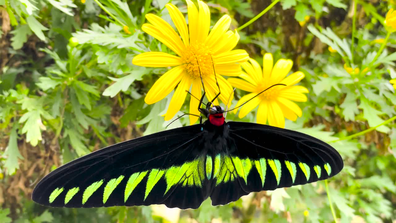 черно-зеленая красивая бабочка сидит на желтом цветке в малайзийских джунглях