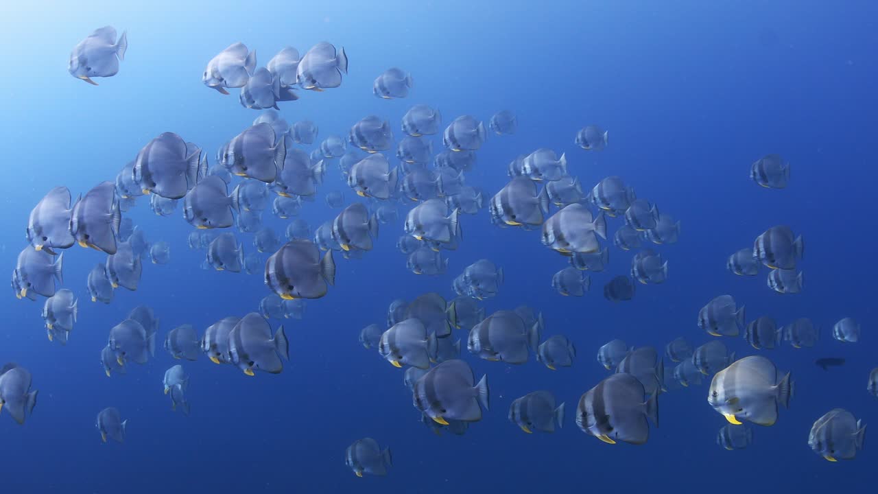 롱핀 박 물고기 - 플라타크스 테이라 - 열대 바다의 야생 파란 물에서 수영. 수중 사진. 자연 환경에서 야생 해양 동물. 산호초의 물고기. 인도양. 태국