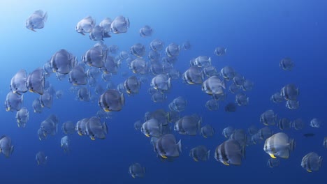 school of longfin batfish - platax teira swiming in wild blue water of tropical sea . underwater photo. wild marine animal in natural environment. fish of coral reef. indian ocean.thailand