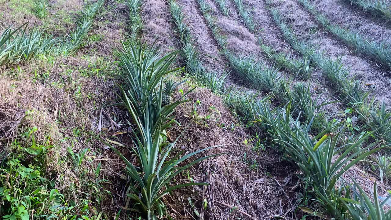 Pineapple Plantation Field In The Agricultural Ground In Bangladesh. Close-up, Tracking Shot