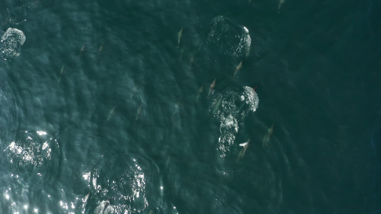 delfines jugando en el mar ciudad del cabo