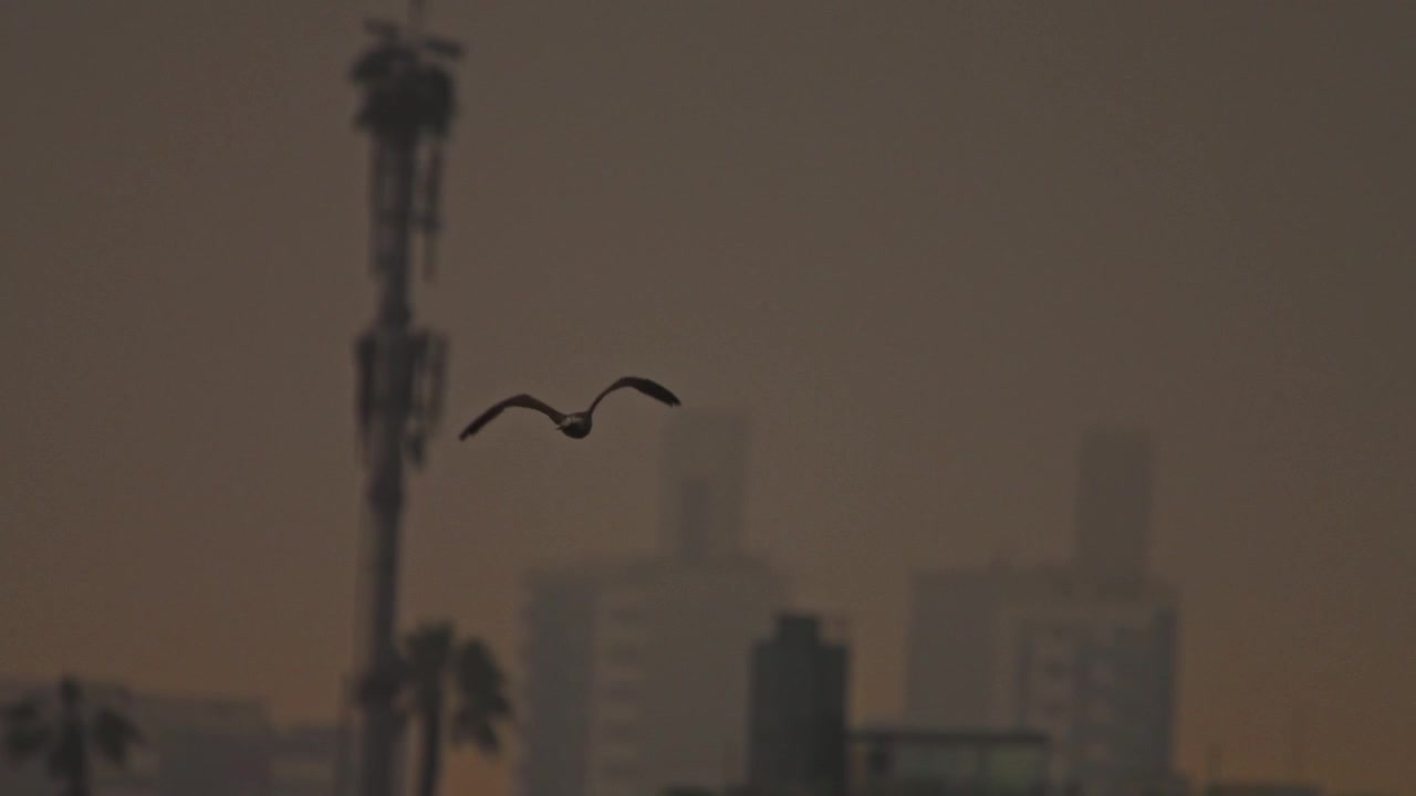 A bird flying over a cityscape during an overcast evening with soft lighting