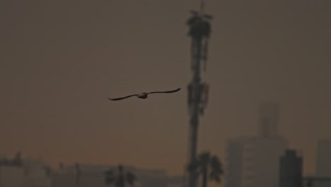 a bird flying over a cityscape during an overcast evening with soft lighting