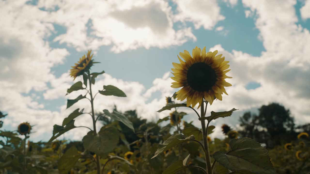 girasol floreciente en los campos con hermosas nubes al fondo