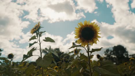 Blühende-Sonnenblume-Auf-Den-Feldern-Mit-Wunderschönen-Wolken-Im-Hintergrund