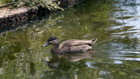 Pequeño-Pato-Nadar-En-El-Agua