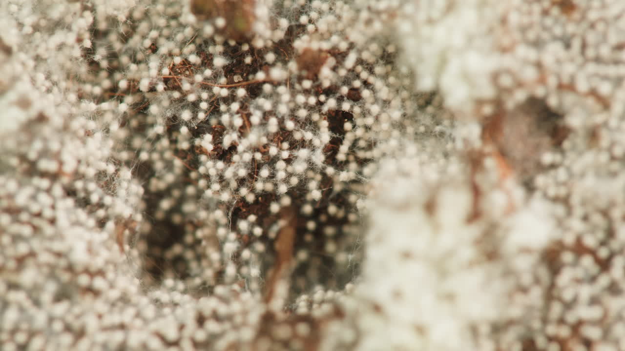 Close-up of Mold Growth on Plant