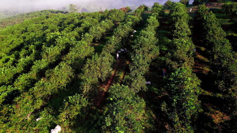 Aerial-shot-of-workers-working-in-an-orange-grove-in-Penonome,-Cocle-province,-Panama