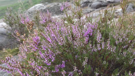 Heidekraut-Weht-Im-Wind-An-Einem-Hochsommertag-In-Der-Nähe-Von-Glendalough-Miner&#39;s-Village-In-Den-Wicklow-Mountains