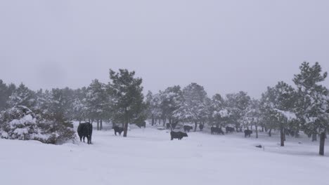 group of cows in the snow