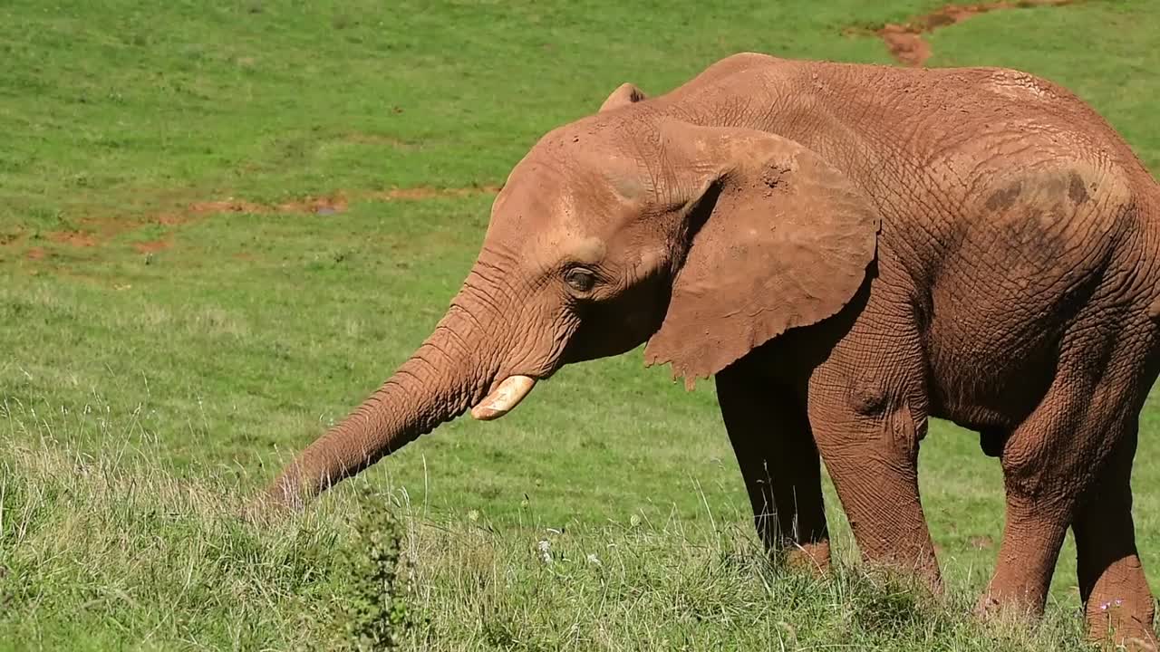 elefante pastando en el prado en un día soleado
