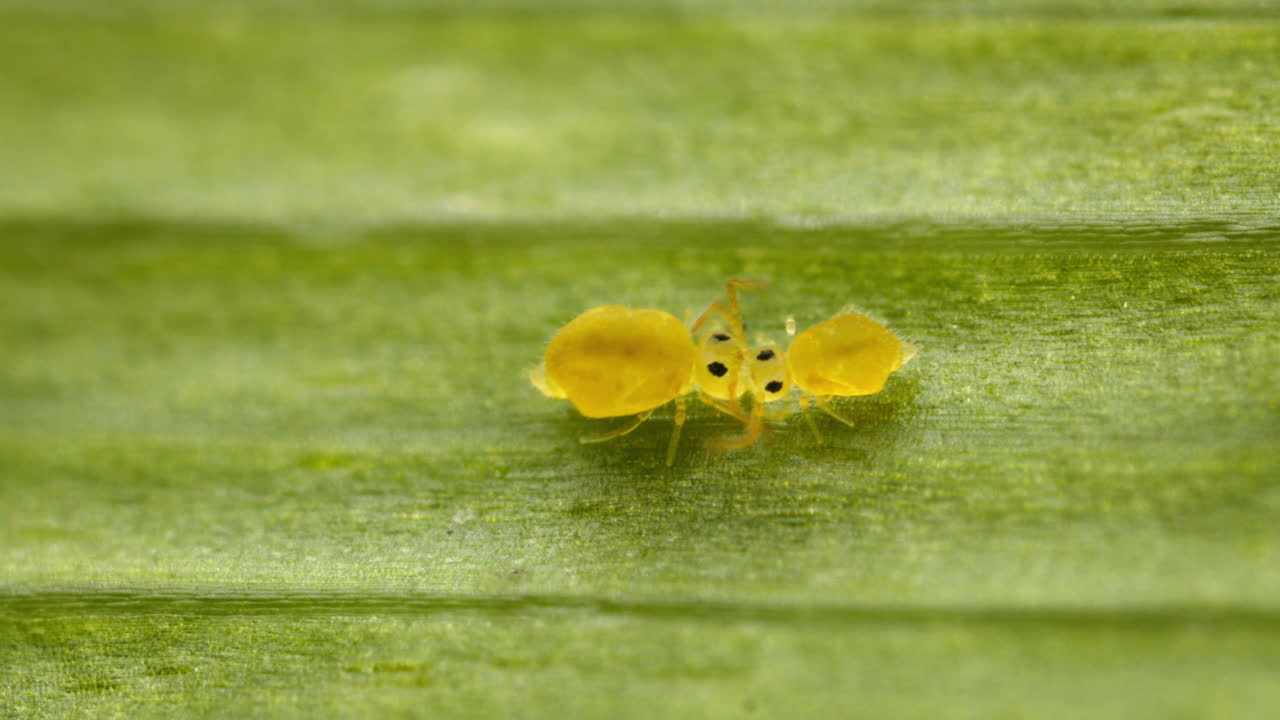 Male and female springtails on leaf in summer. Macro detail of Globular springtails (family Sminthuridae) after mating