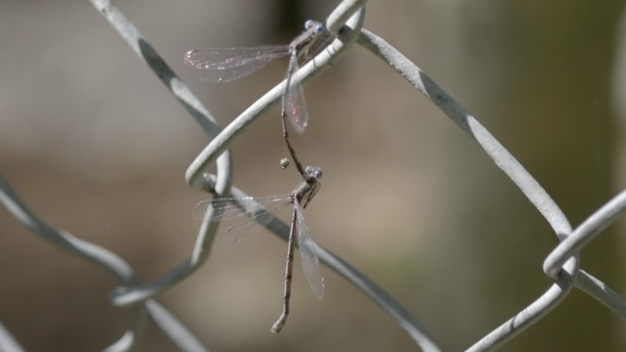 Macro shot of two delicate damselflies mating on a chain-link fence in summer