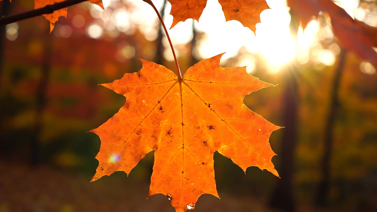 Close-up of golden autumn maple leaf with sun backlight