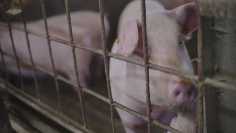 pigs in a farm pen