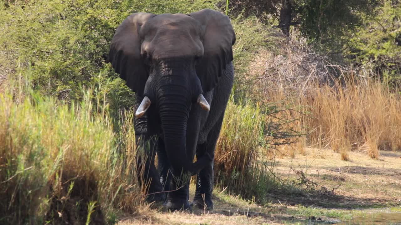 imágenes de un majestuoso y viejo elefante africano colmillo caminando por la orilla de un lago natural en un parque nacional en sudáfrica