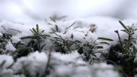 close up of snow covered plants in the winter, green grass under snow on a cold day, snowfall, copy space
