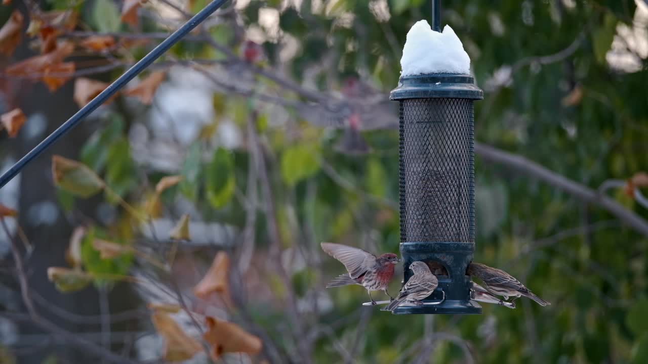 pájaros enojados luchan en el aire por comida del alimentador, cámara lenta al amanecer