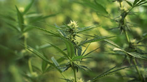 green hemp plants growing in greenhouse