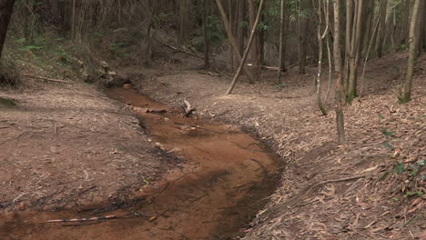 small natural creek with several curves that runs in the middle of the forest