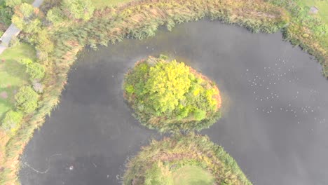 Luftaufnahmen-Vom-Abstieg-Auf-Einen-Baum-Auf-Einer-Insel-In-Einem-Teich-Mit-Wasser-Auf-Beiden-Seiten-Und-Bäumen-An-Einem-Warmen-Sommertag,-überall-Grün