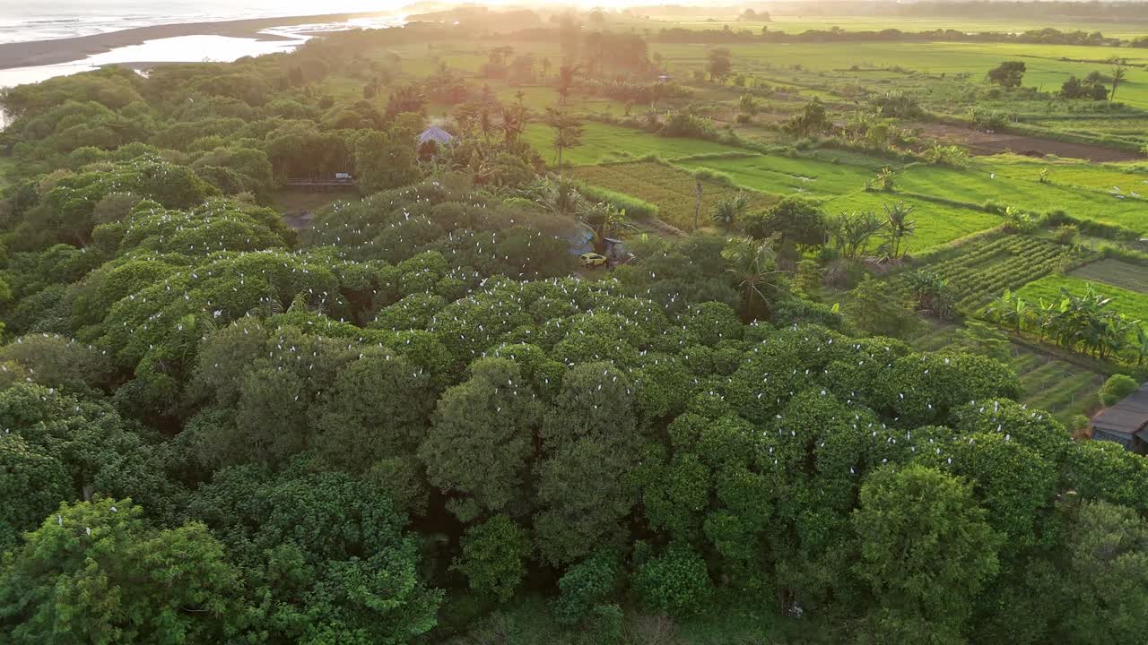 High panoramic drone flight during sunset over a large flock of egrets on a forest in Indonesia.