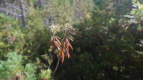 Slow-shot-of-Labrador-Tea-in-the-forest