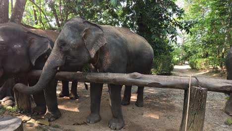 two elephants touching trunks over wooden fence