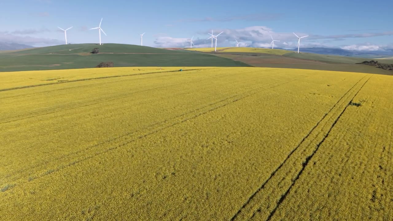 Luminose coltivazioni di colza riempiono terreni agricoli ondulati mentre una fila di turbine eoliche gira lentamente sulle colline distanti sotto un cielo azzurro limpido