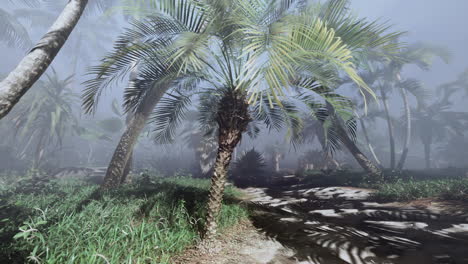 a foggy path through a tropical forest