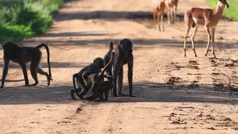 wide shot of baby baboons playing with each other in between the rest of the troop