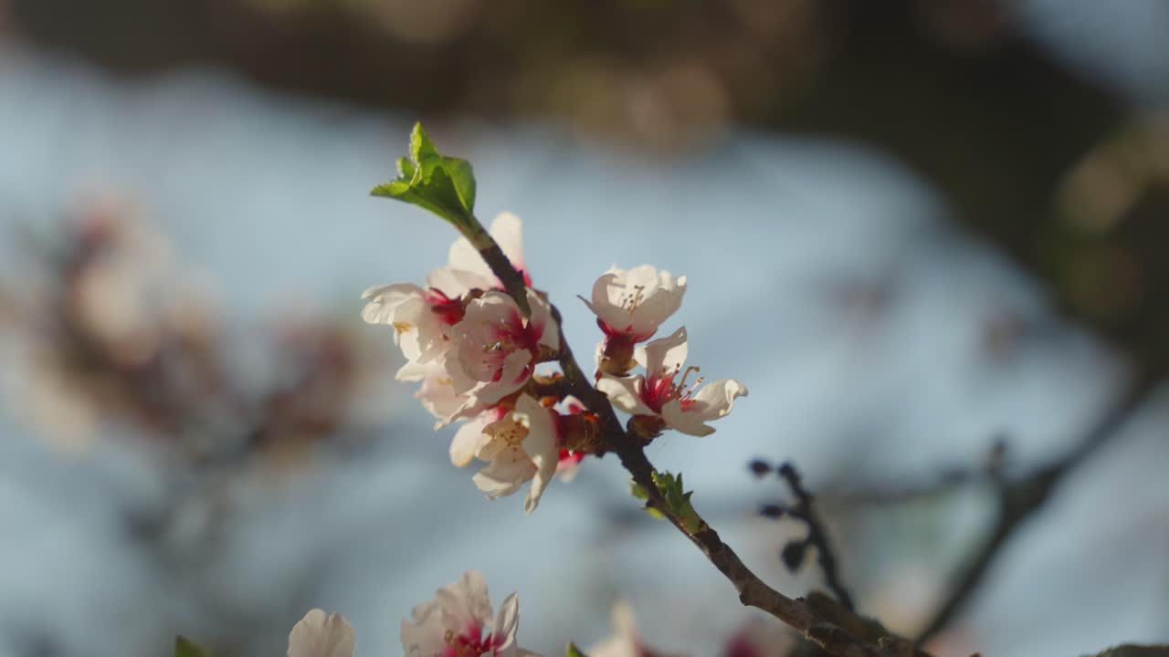 Dettaglio di un fiore che sboccia e di un bocciolo su un ramo d'albero in fiore