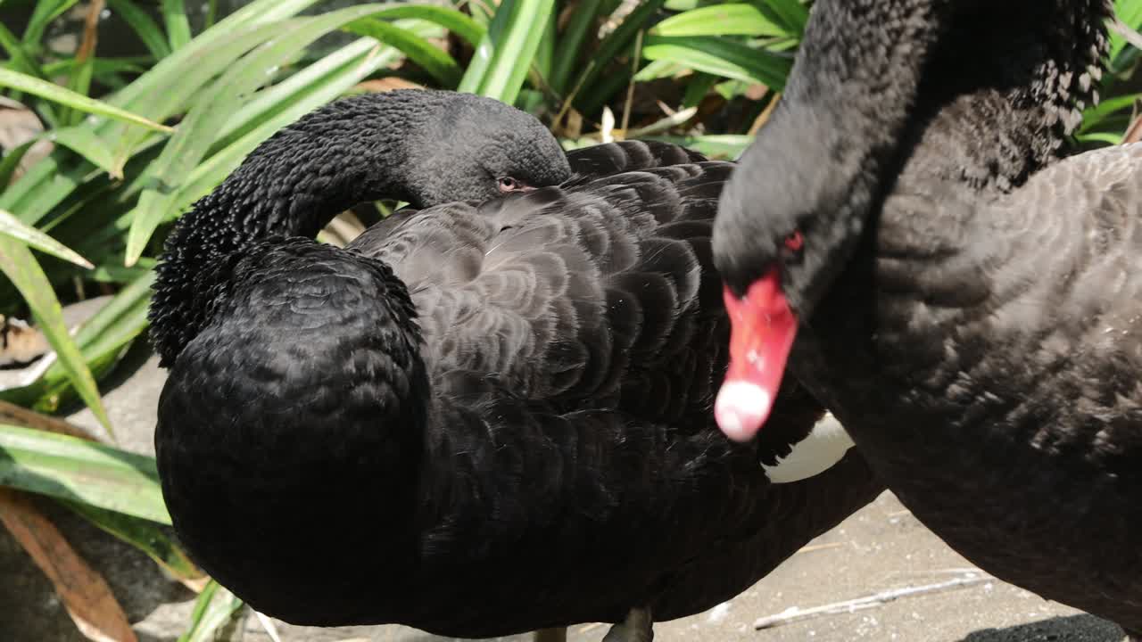 Black Swan Preening