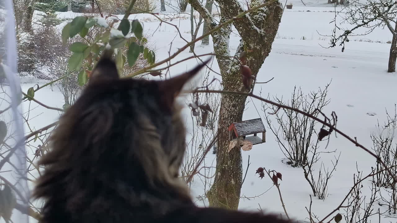 gato observando pájaros en un jardín de invierno nevado a través de una ventana