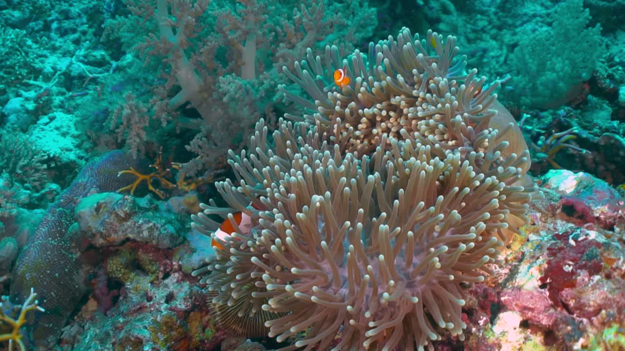 Pesci pagliaccio che nuotano tra i tentacoli dell'anemone, circondati da un'enorme barriera corallina