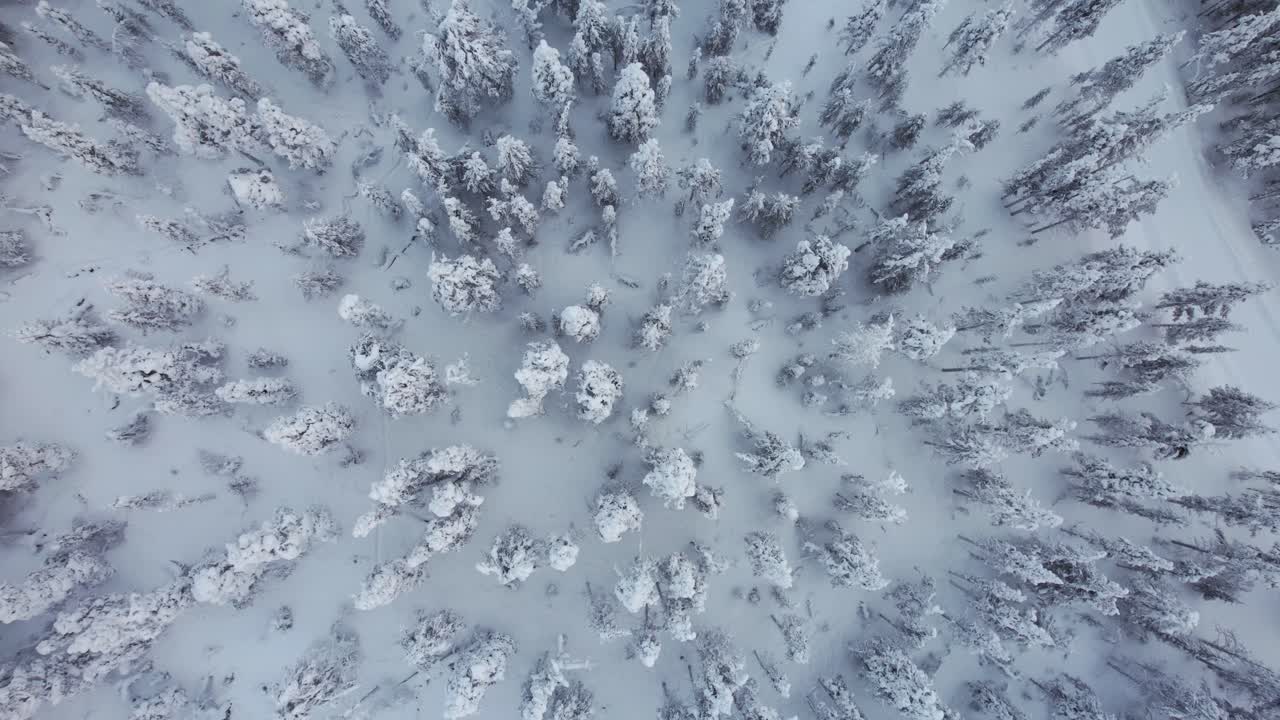drone asciende fuera del bosque cubierto de nieve en laplandia, finlandia, círculo ártico