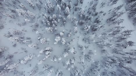 drone asciende fuera del bosque cubierto de nieve en laplandia, finlandia, círculo ártico