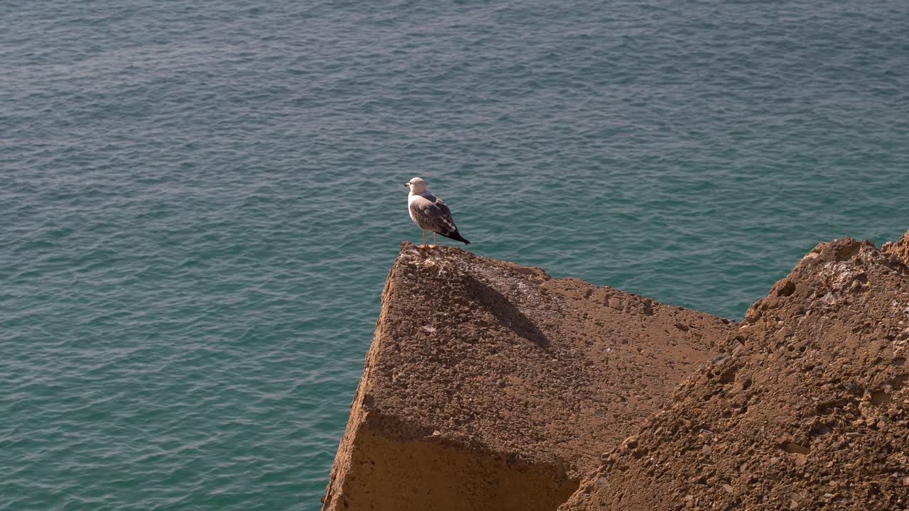 Gabbiano posato su una pietra di un frangiflutti con l'oceano sullo sfondo