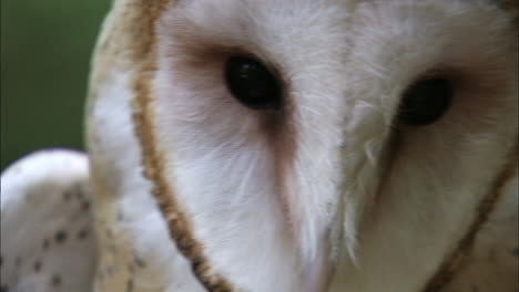 tight shot of barn owls face