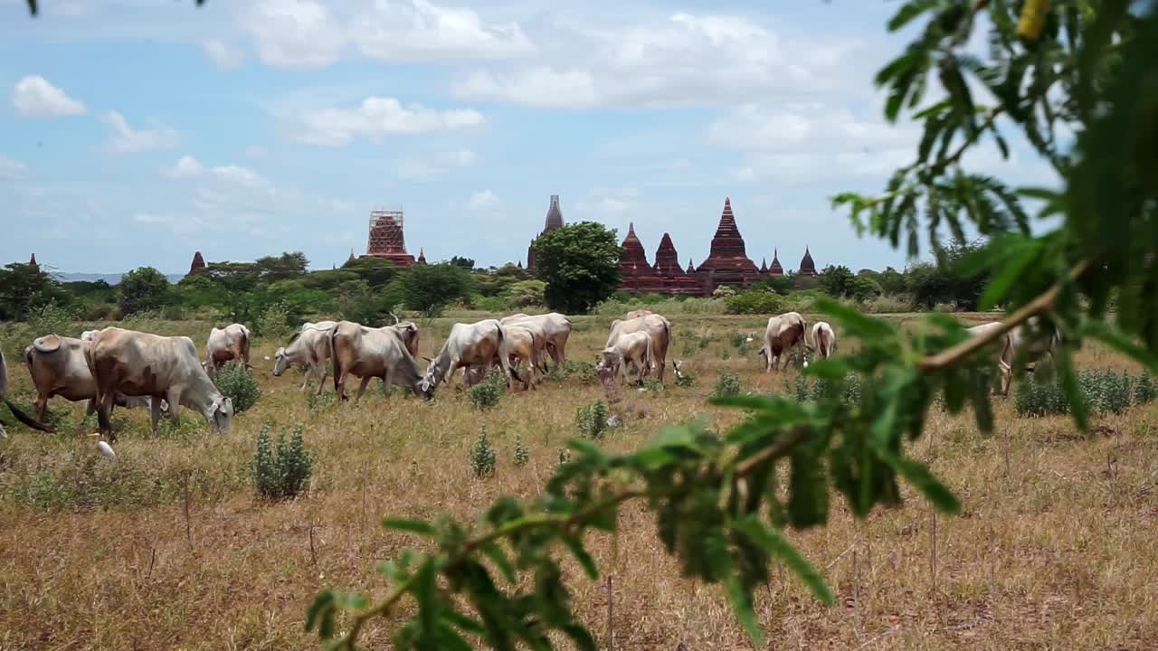 A tranquil scene of white cattle grazing on the scrubland near Bagan’s iconic ancient temples. This picturesque view highlights Myanmar’s pastoral charm and cultural heritage.